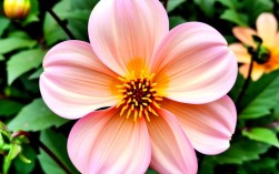 花呗能下的口子有哪些，花呗授权容易下款的平台